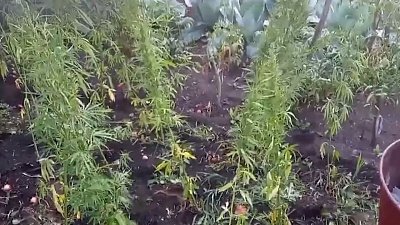 В Копейске полицейские обнаружили поляну наркосодержащего растения