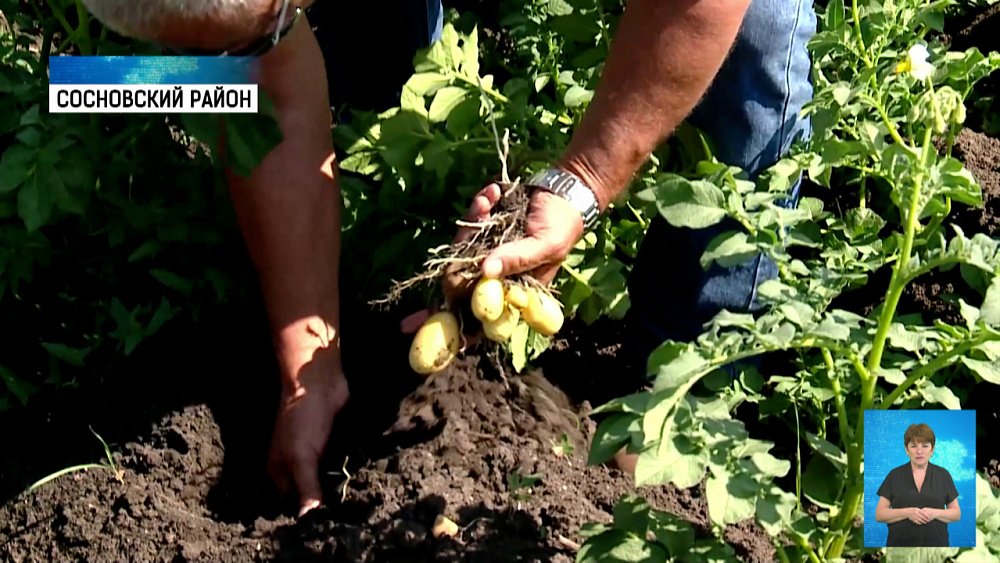 Смогут ли фермеры обеспечить регион картофелем?