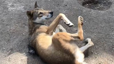 В Челябинском зоопарке волки примеряют перчатки с овечьей шерстью