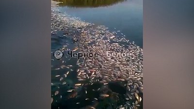 Мор рыбы на озере Ача-Куль попал на видео 