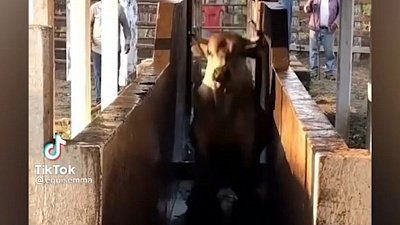 Мех и смех: напуганный кот, укус за язычок и прыгающая корова