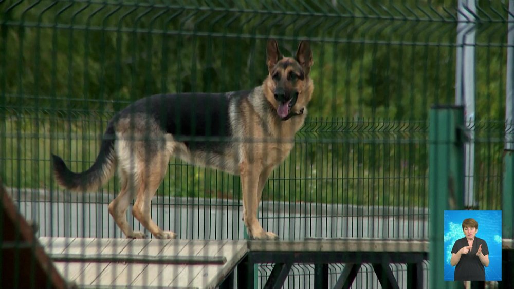 Как заставить владельцев убирать за питомцами?