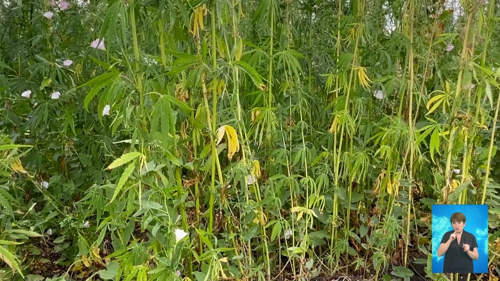 Южноуралец вырастил поле конопли