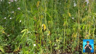 Южноуралец вырастил поле конопли