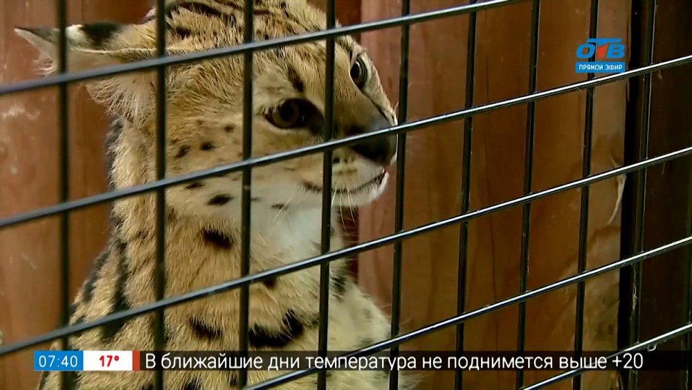 Чем лакомится сервал в рубрике «Живой репортаж»