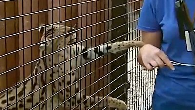 В Челябинском зоопарке сервал Симона не разрешает кормить других животных лакомствами