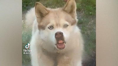 Мех и смех: кошачья драка, пес и стекло, а также боевой котик