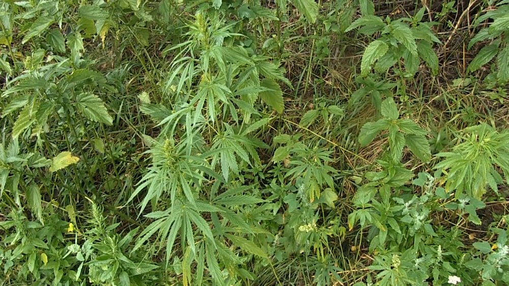 В Миассе проходит операция «Мак»