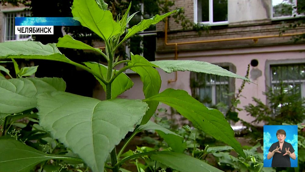 Как высадить дерево во дворе и не получить штраф?