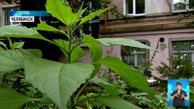 Как высадить дерево во дворе и не получить штраф?