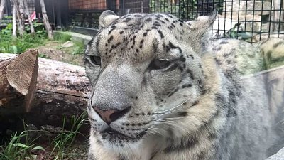 Противостояние снежного барса и комара в Челябинске попало на видео