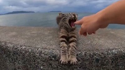 Мех и смех: любопытный котик, нападение лягушки и милый «кусь»