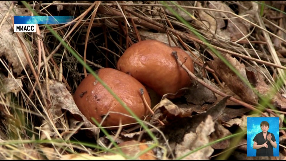 В Челябинской области начался грибной сезон