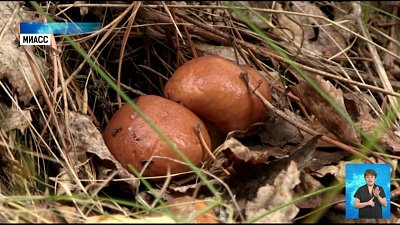В Челябинской области начался грибной сезон