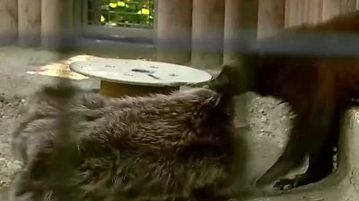 В Челябинском зоопарке хищникам раздали предметы для обогащения среды обитания