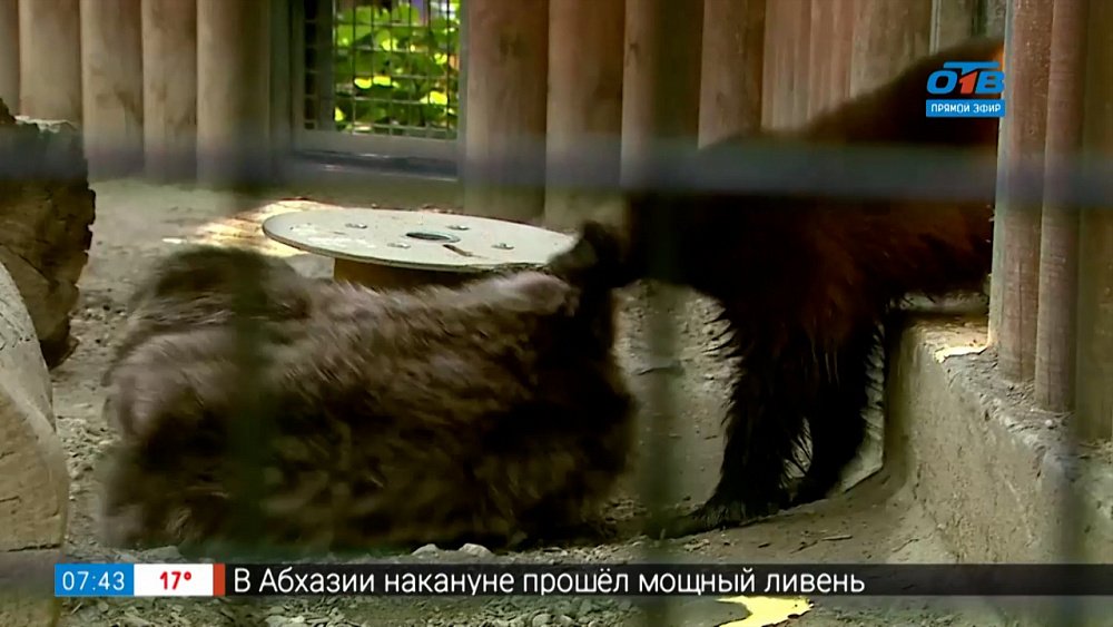 Обогащение вольеров в рубрике «Живой репортаж»