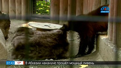 Обогащение вольеров в рубрике «Живой репортаж»