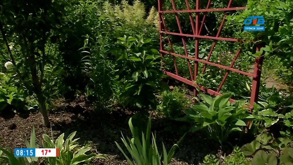 Правила мульчирования грядок в рубрике «Руки садовода»