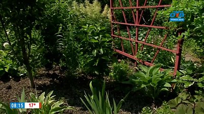 Правила мульчирования грядок в рубрике «Руки садовода»