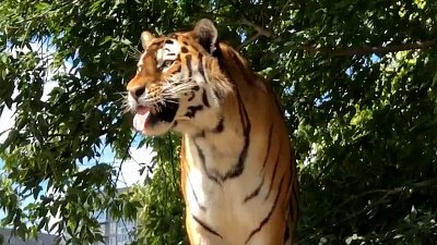 Тигры играют с головоломкой: видео из Челябинского зоопарка