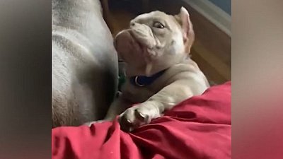 Мех и смех: злобный ежик, падающий щенок и резкий пес