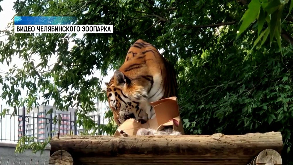 Челябинских тигров поздравили в Зоопарке