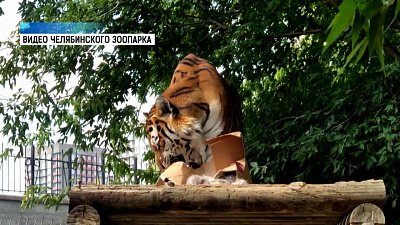 Челябинских тигров поздравили в Зоопарке