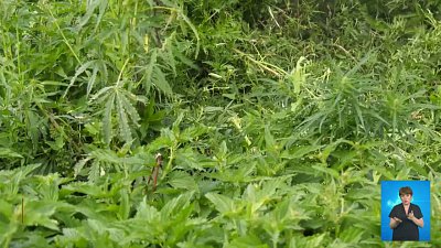 В Копейске уничтожили поле конопли