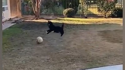 Мех и смех: кот-футболист, зазевавшийся пес и дружелюбная ворона