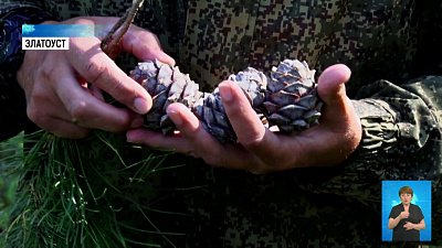 В Златоусте созрели кедровые орехи