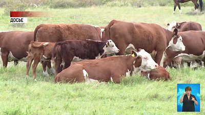 Три вора попытались украсть быков