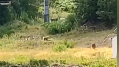 В Магнитогорске туристов напугало семейство медведей на территории ГЛЦ