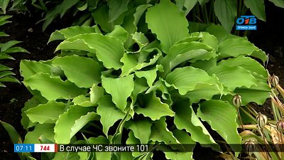 Красивые сорта хосты в рубрике «Руки садовода»