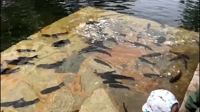 Карьер в центре Челябинска заселили «чистильщиками»