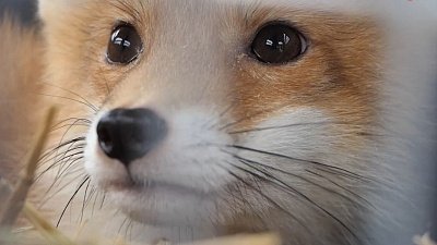 Спасенного на пожаре в Челябинской области выпустили на волю