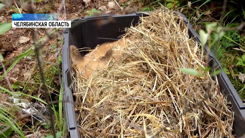 Спасенный лисенок успешно прошел реабилитацию