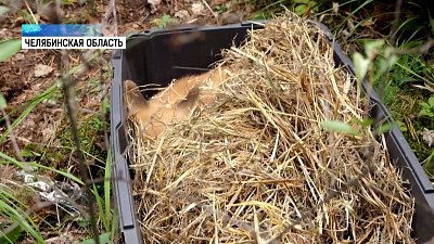 Спасенный лисенок успешно прошел реабилитацию