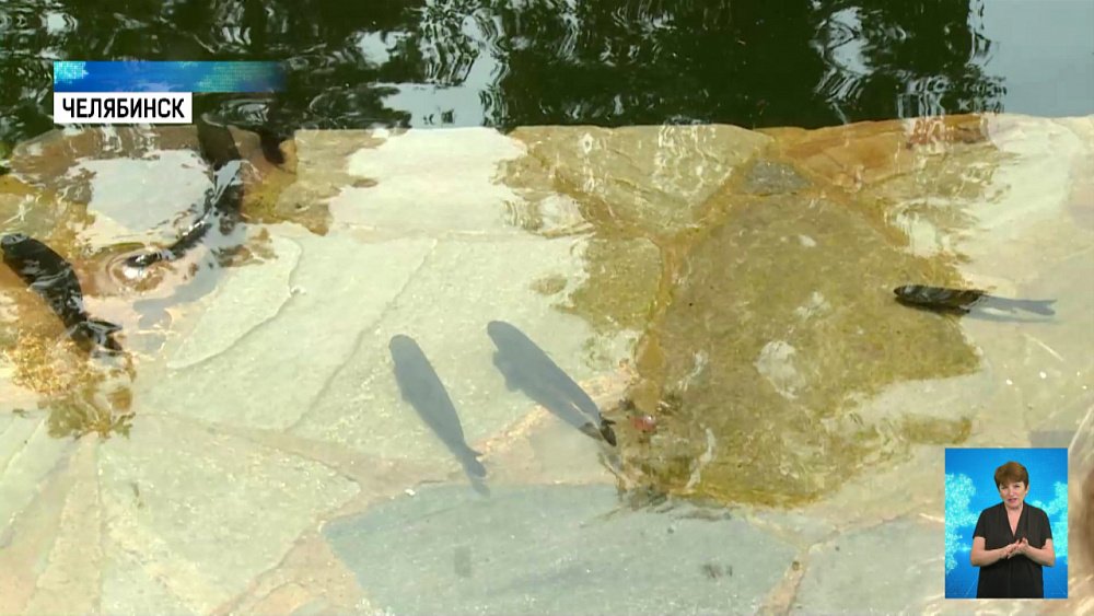 Зачем зарыбляют карьер в парке Гагарина?