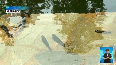 Зачем зарыбляют карьер в парке Гагарина?