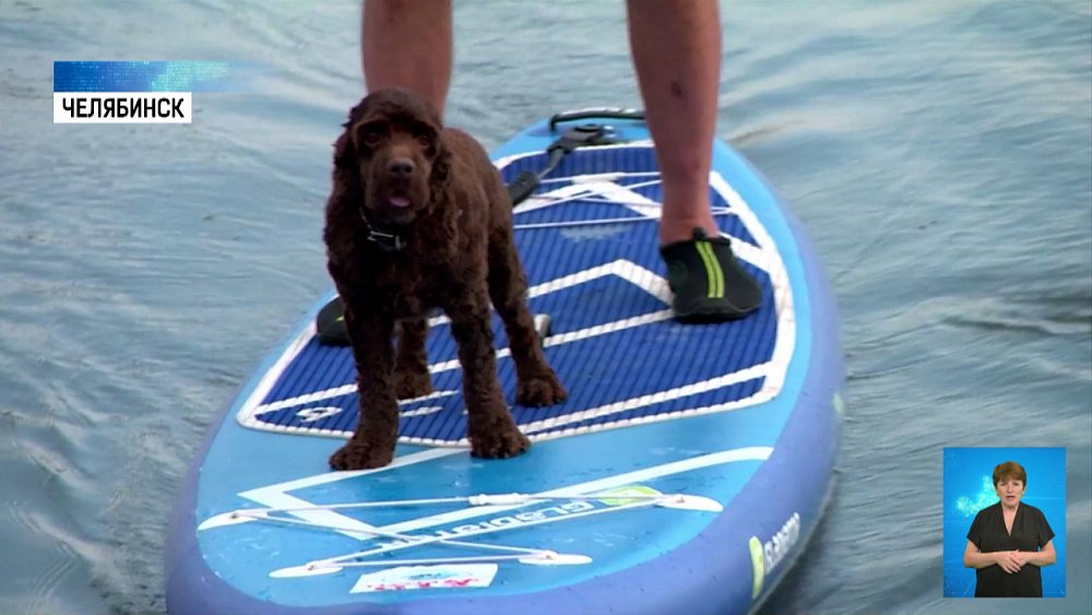 Собака занимается сапсерфингом с хозяином