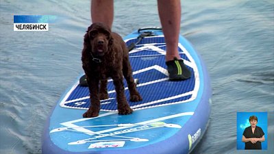 Собака занимается сапсерфингом с хозяином