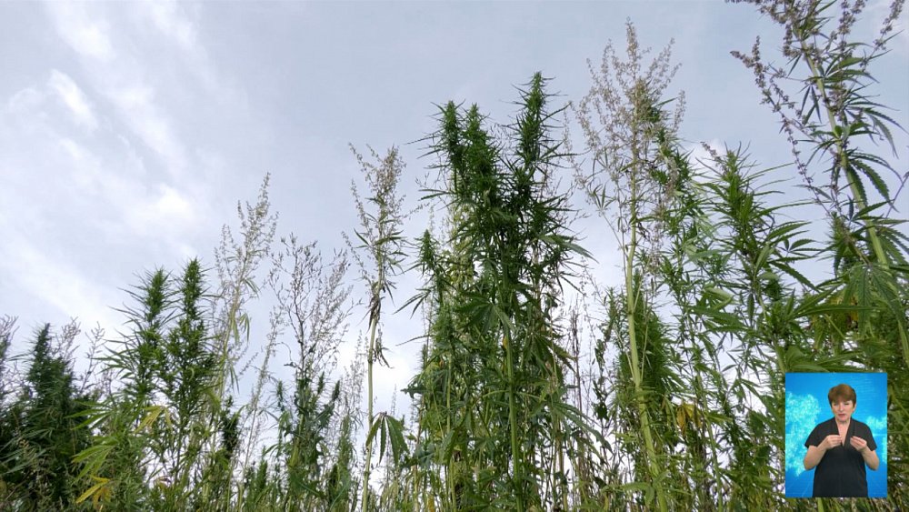 Конопля растет среди пшеницы