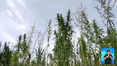 Конопля растет среди пшеницы