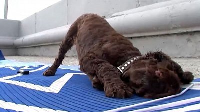 Видео заплыва челябинской собаки-сапсерфера