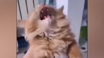 Мех и смех: танцующий хаски, кричащий кот и пес-миротворец