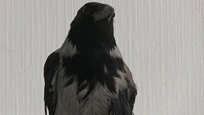 В Миассе ищут хозяев вороненку по кличке Бублик