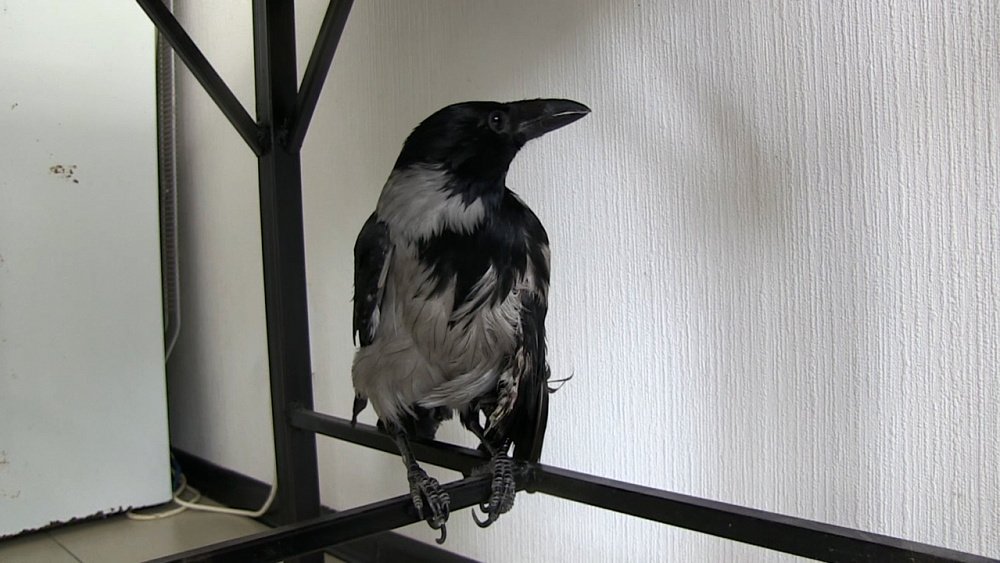 Вороненок ищет передержку