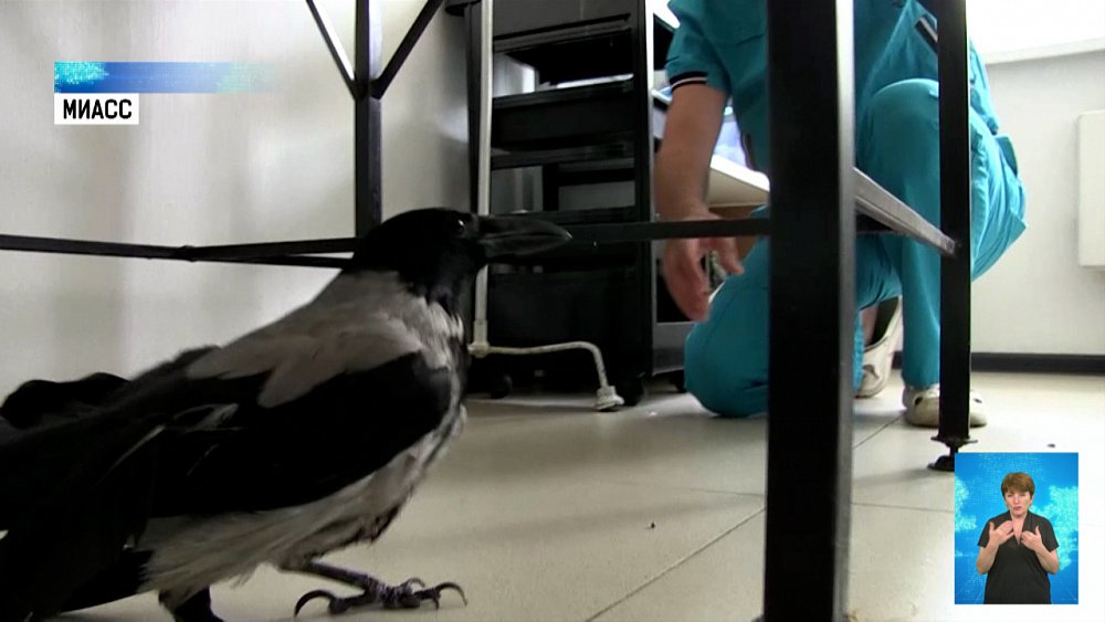 Ворона из Миасса ищет дом