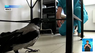 Ворона из Миасса ищет дом