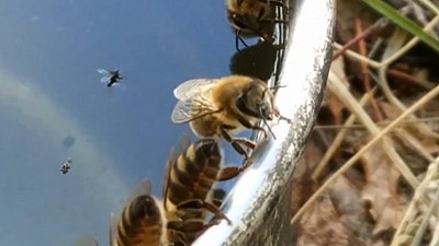 В Челябинской области из-за аномальной жары пчелы отправились на водопой